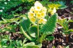 [16] Pierwiosnka wyniosła Primula elatior (L.)Hill, fot. S. KAwęcki